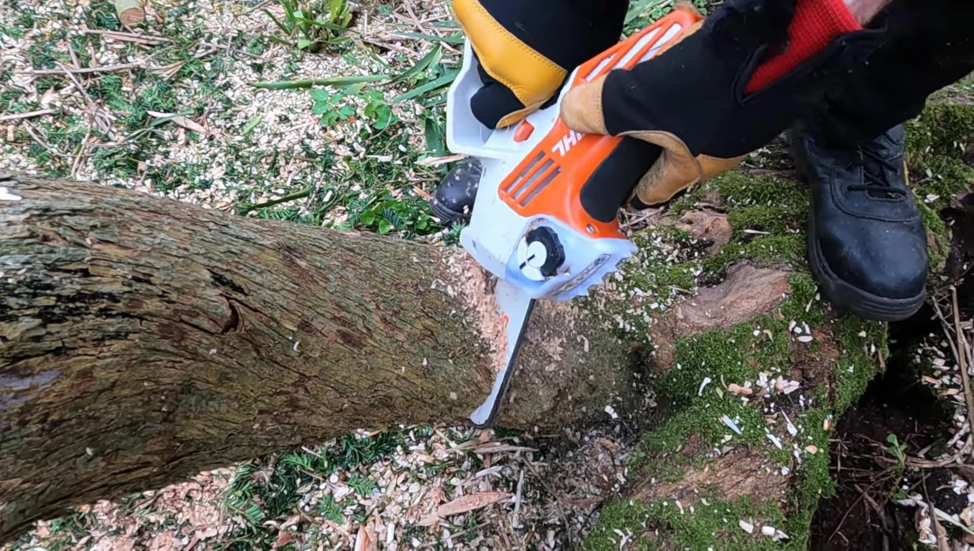 The pruner demonstrating its powerful cut through a thick branch