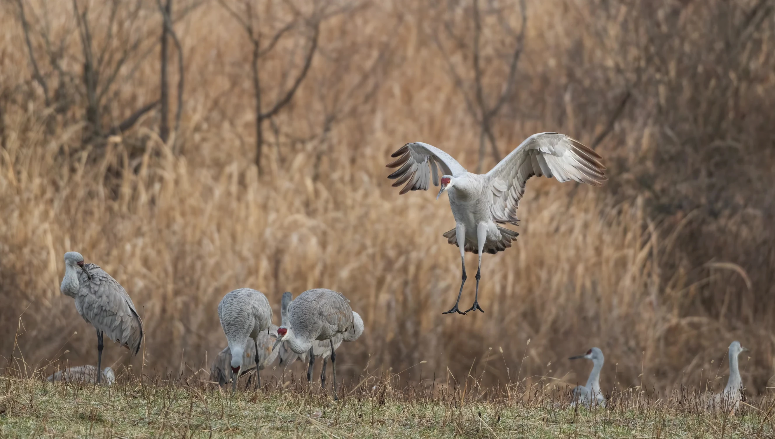 Screenshot showing the number of photos taken with the K&F battery at Hawasi Wildlife Refuge.