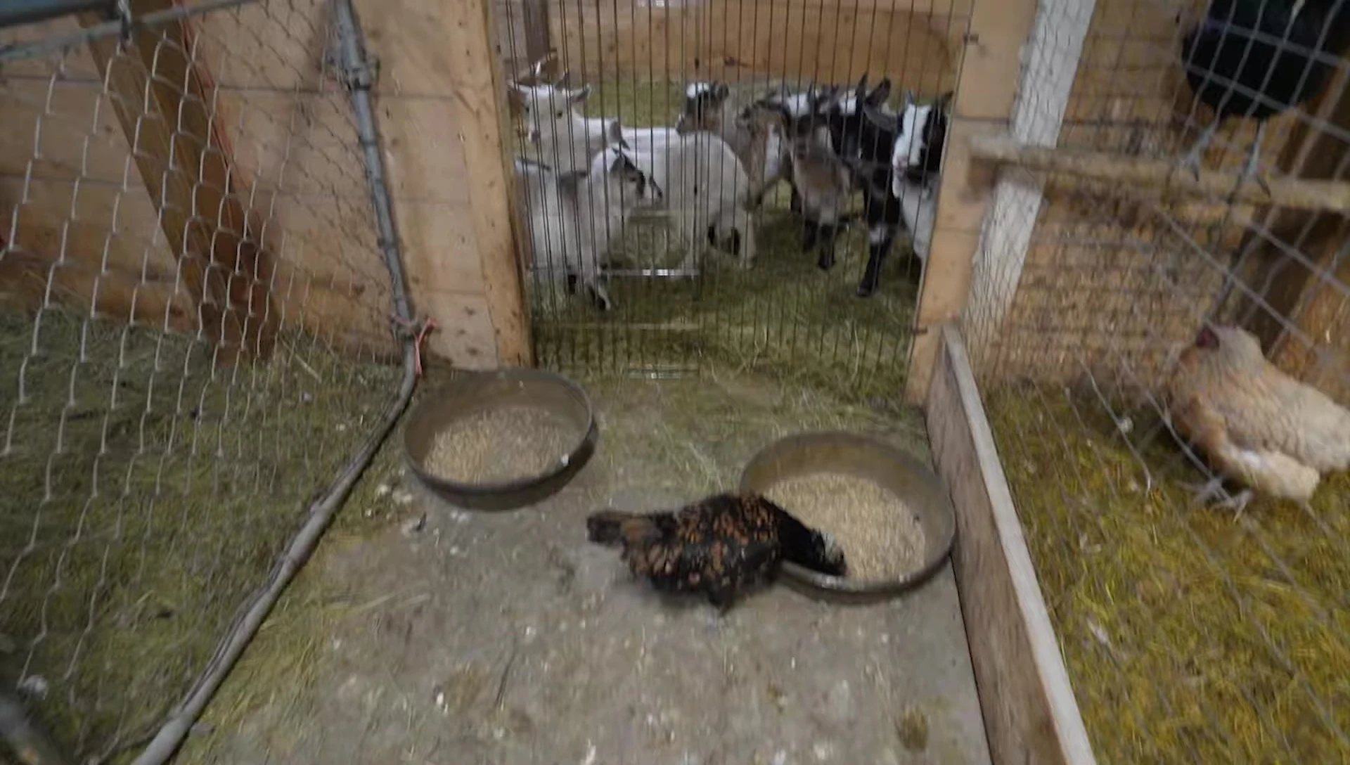 Feeding the pigs